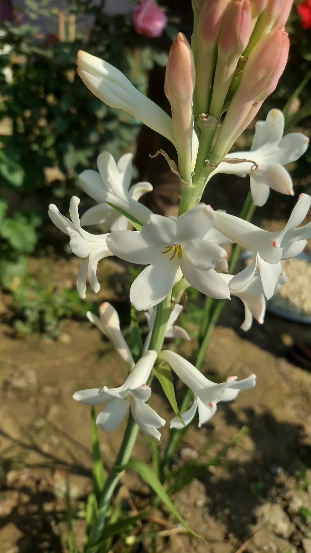 Tuberose