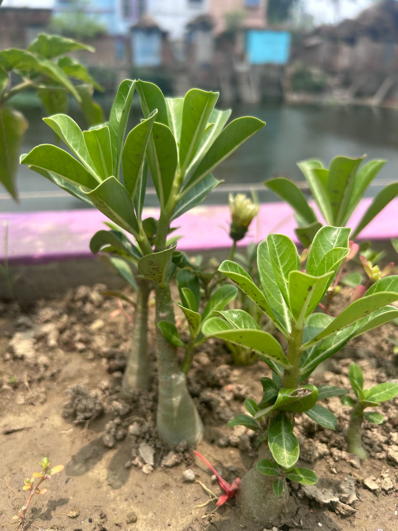 Desert rose seed propagation