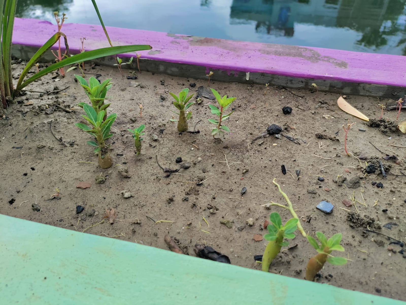 Desert rose saplings