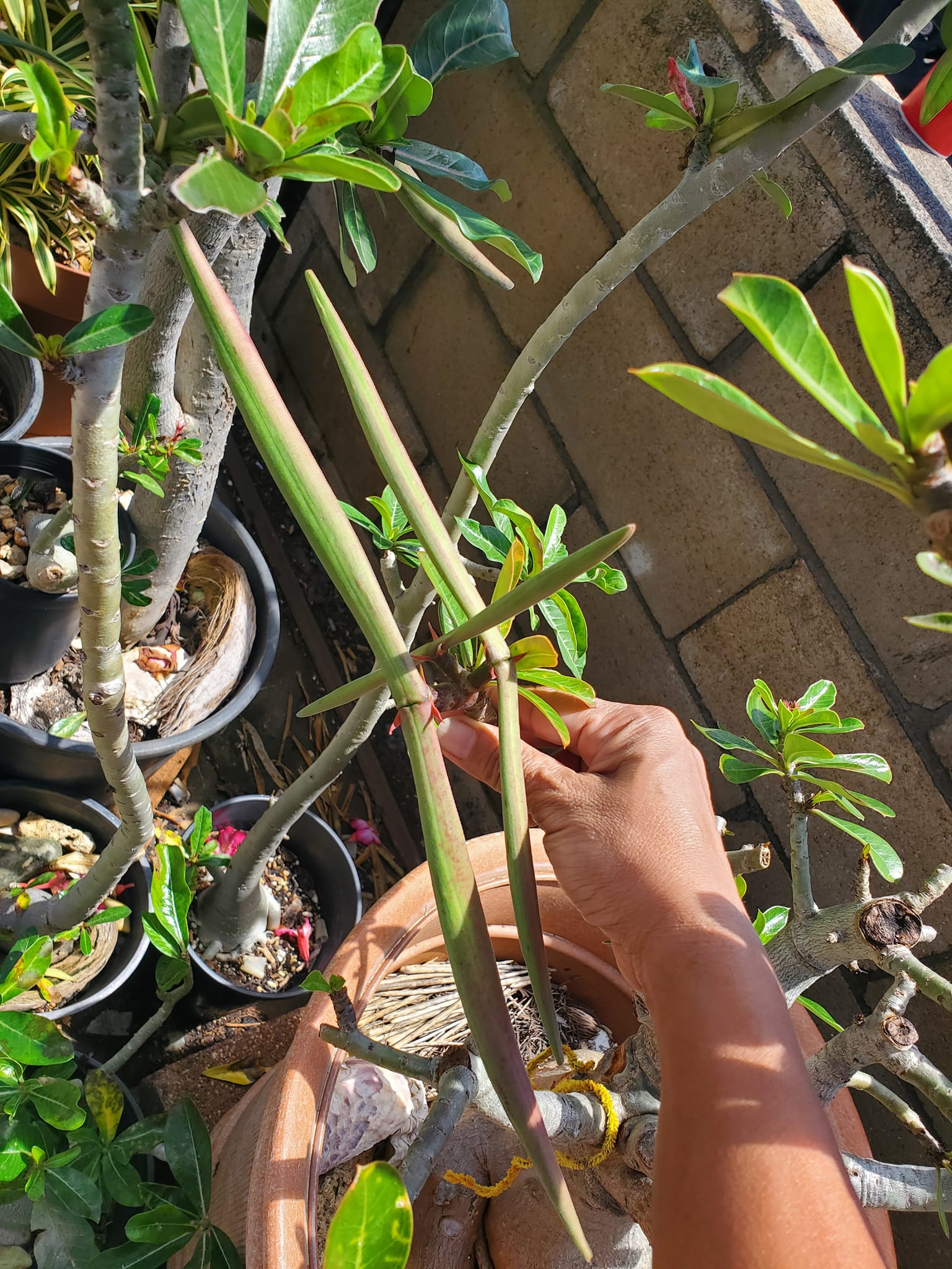 Desert rose seed pod