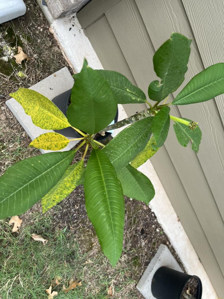 Plumeria yellow leaves