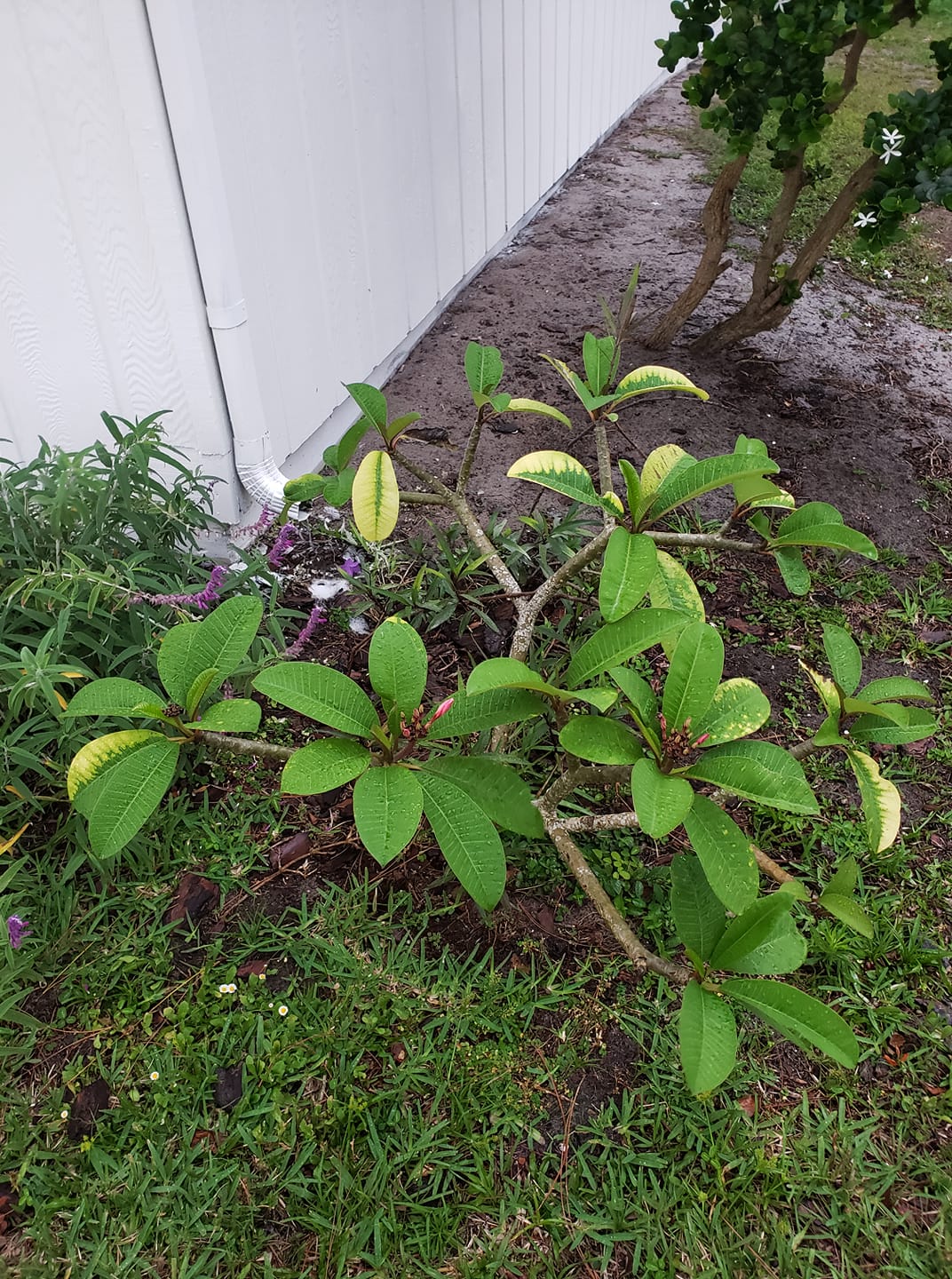 Plumeria leaves yellowing