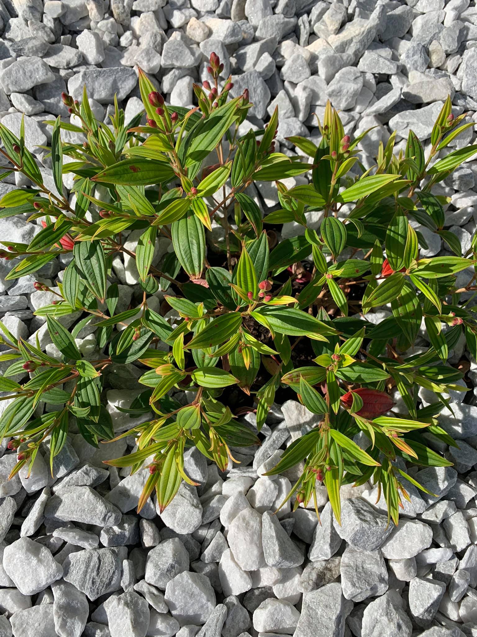 Tibouchina Jules