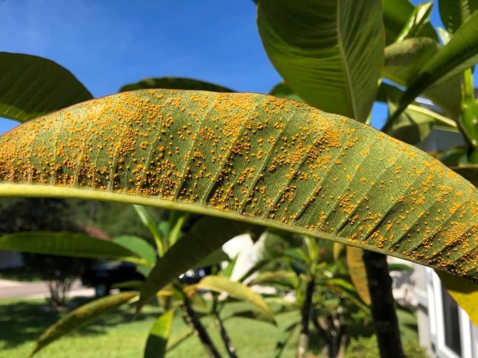 Rust on Plumeria