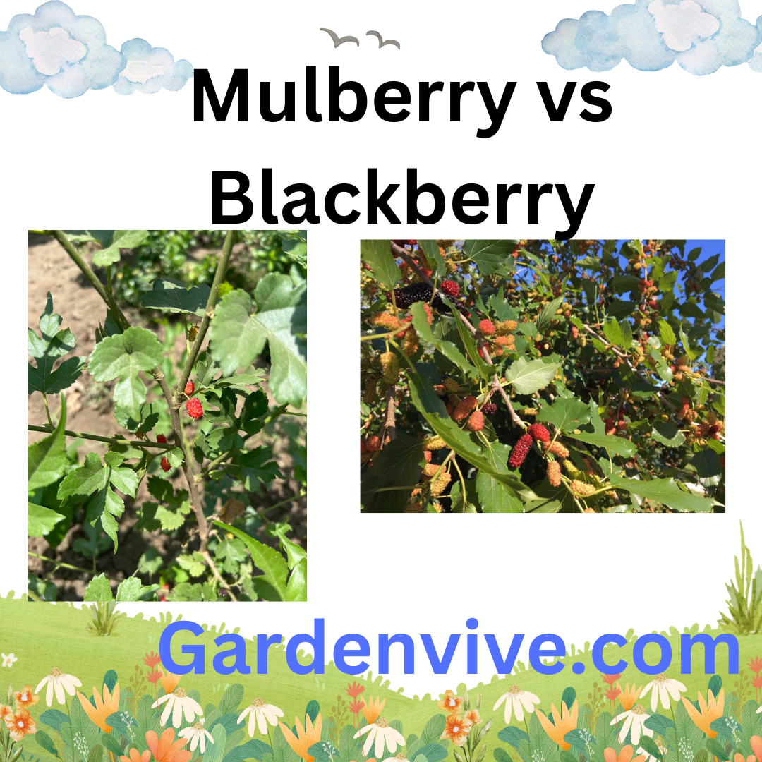 Difference between Blackberry and Mulberry with photos