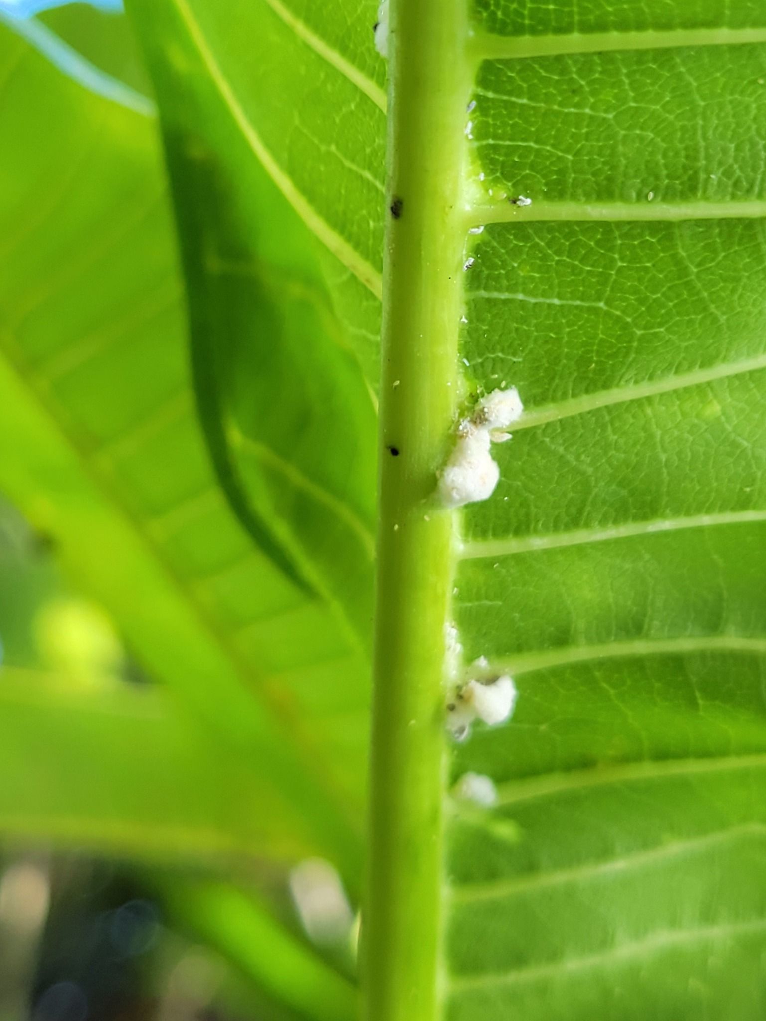 Plumeria Leaf with Mealybug