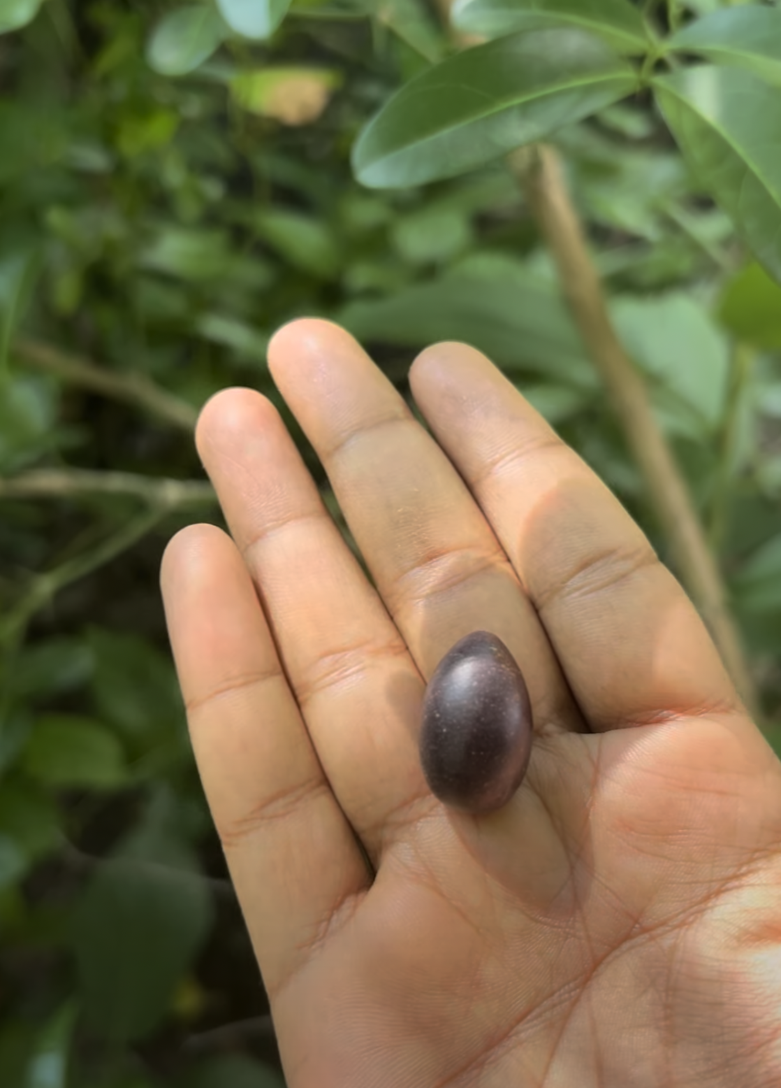 Carissa carandas ripe fruit