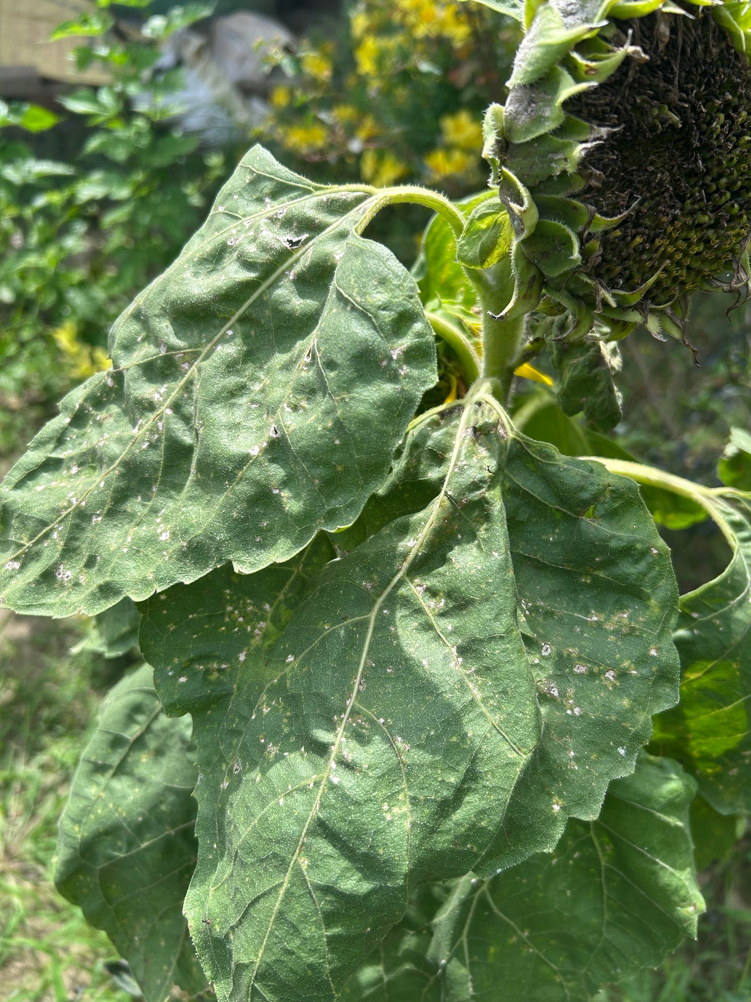 White spots - Powdery mildew on Sunflower Leaves