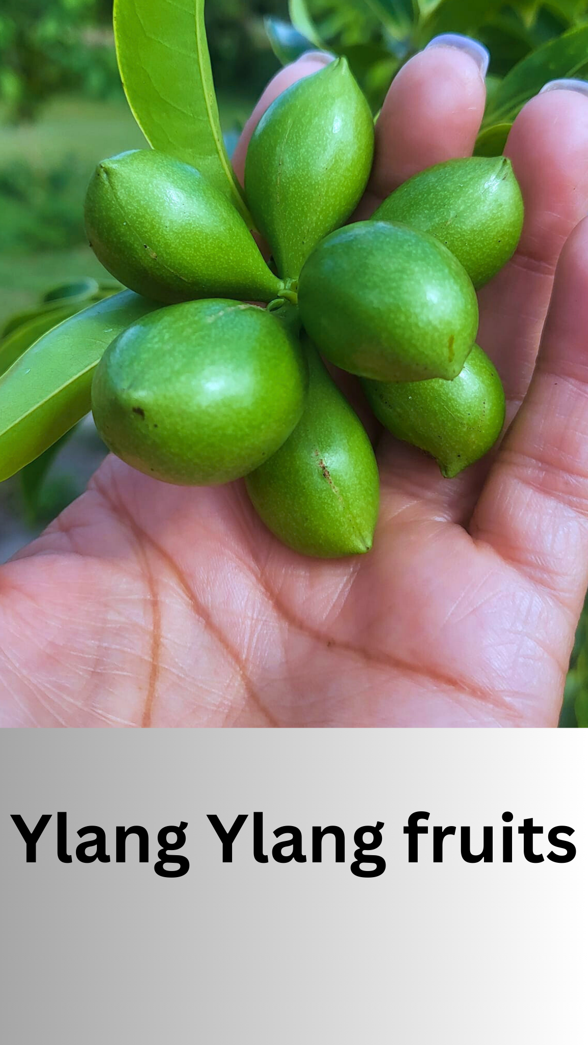 Ylang Ylang Fruit