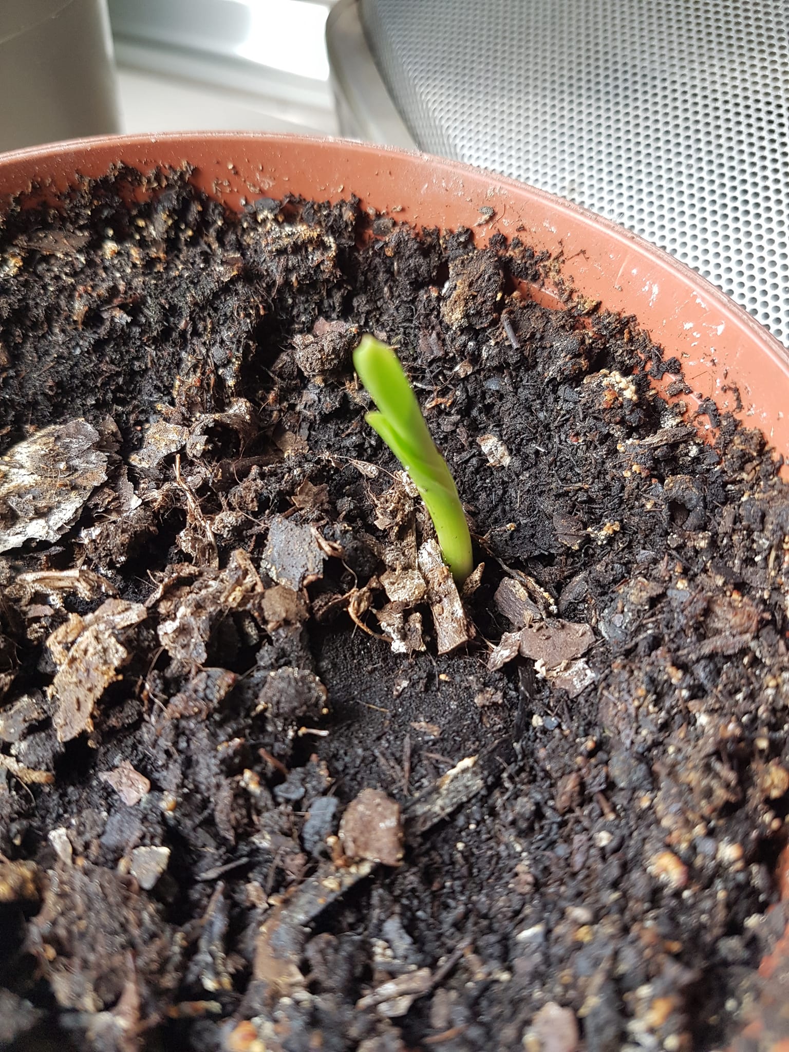 Bird of Paradise after germination