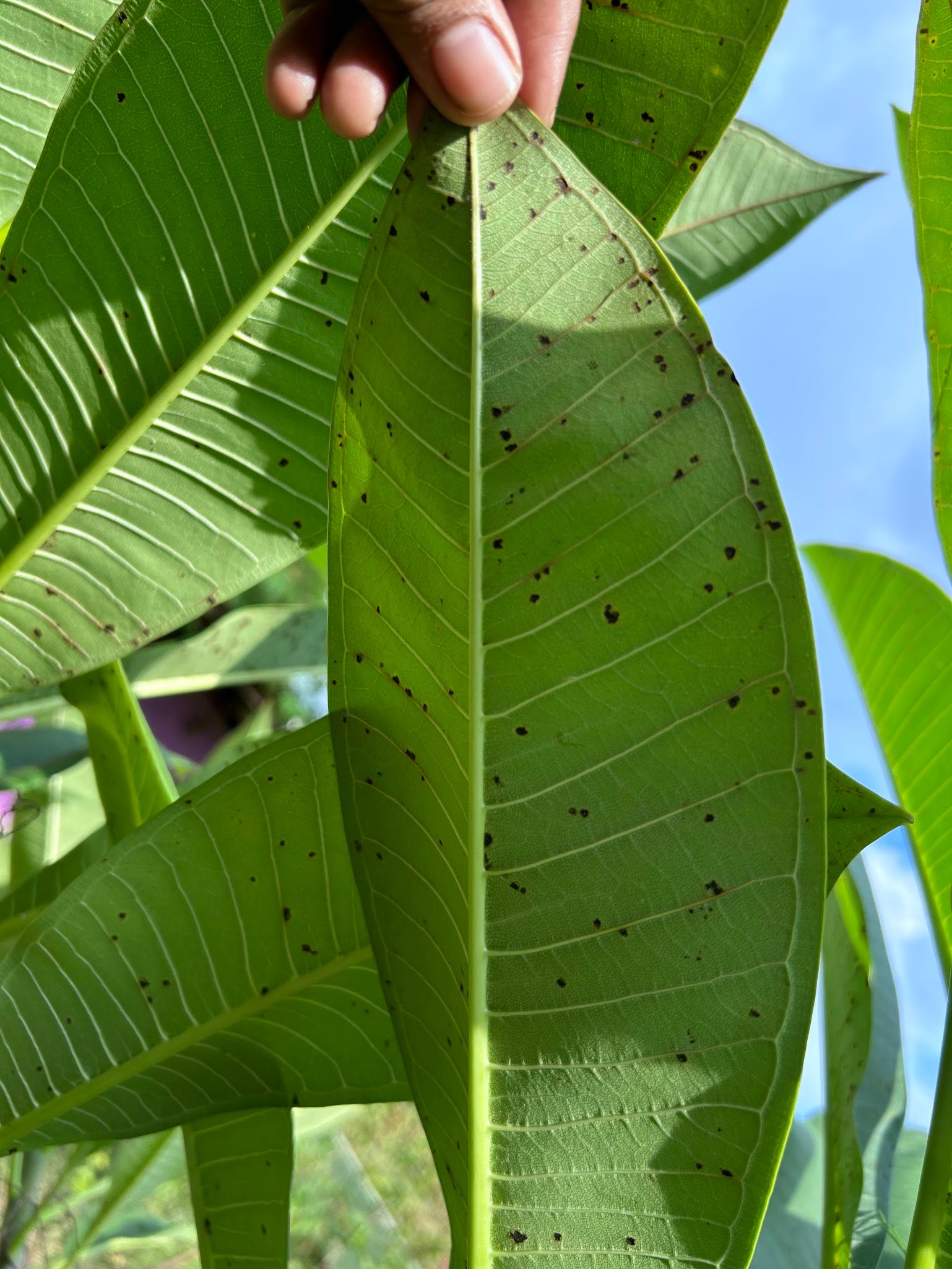 Brown spots turns into black on plumeria leaves