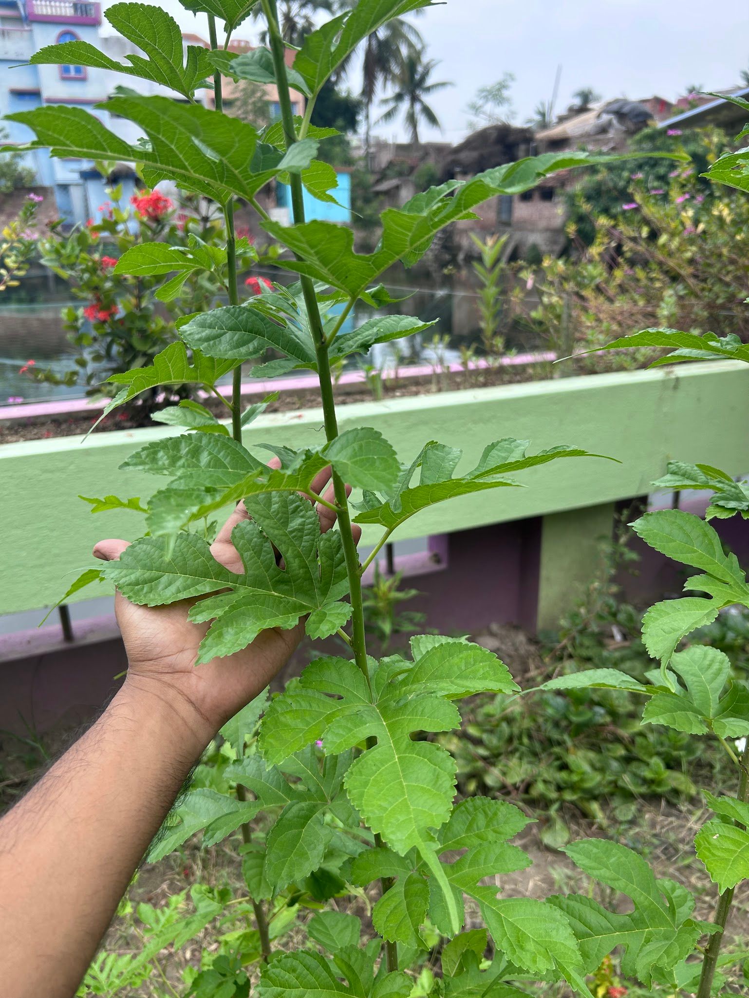 Blackberry leaf