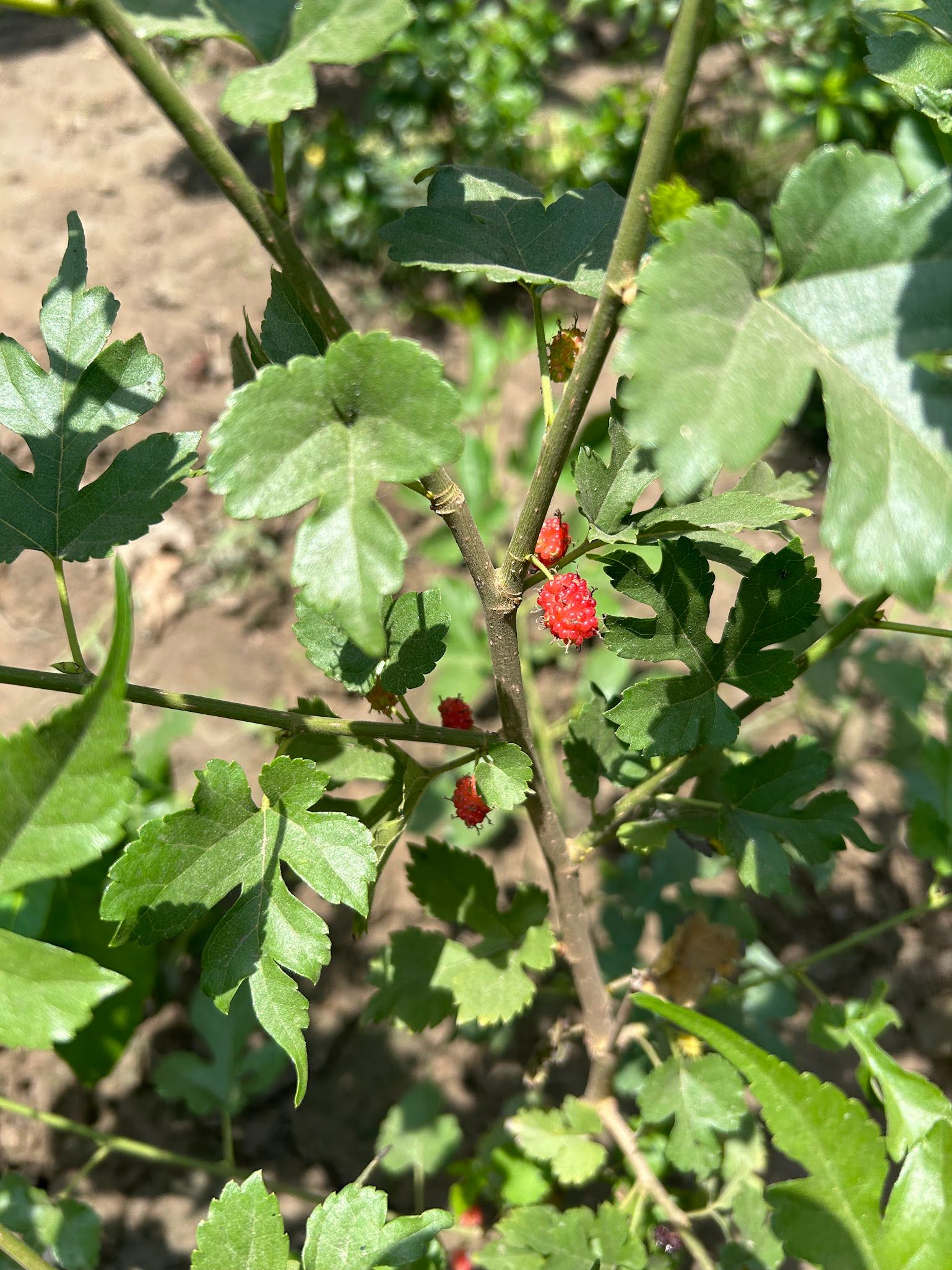 Blackberry plant of my garden