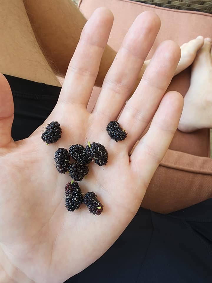 Blackberry fruit