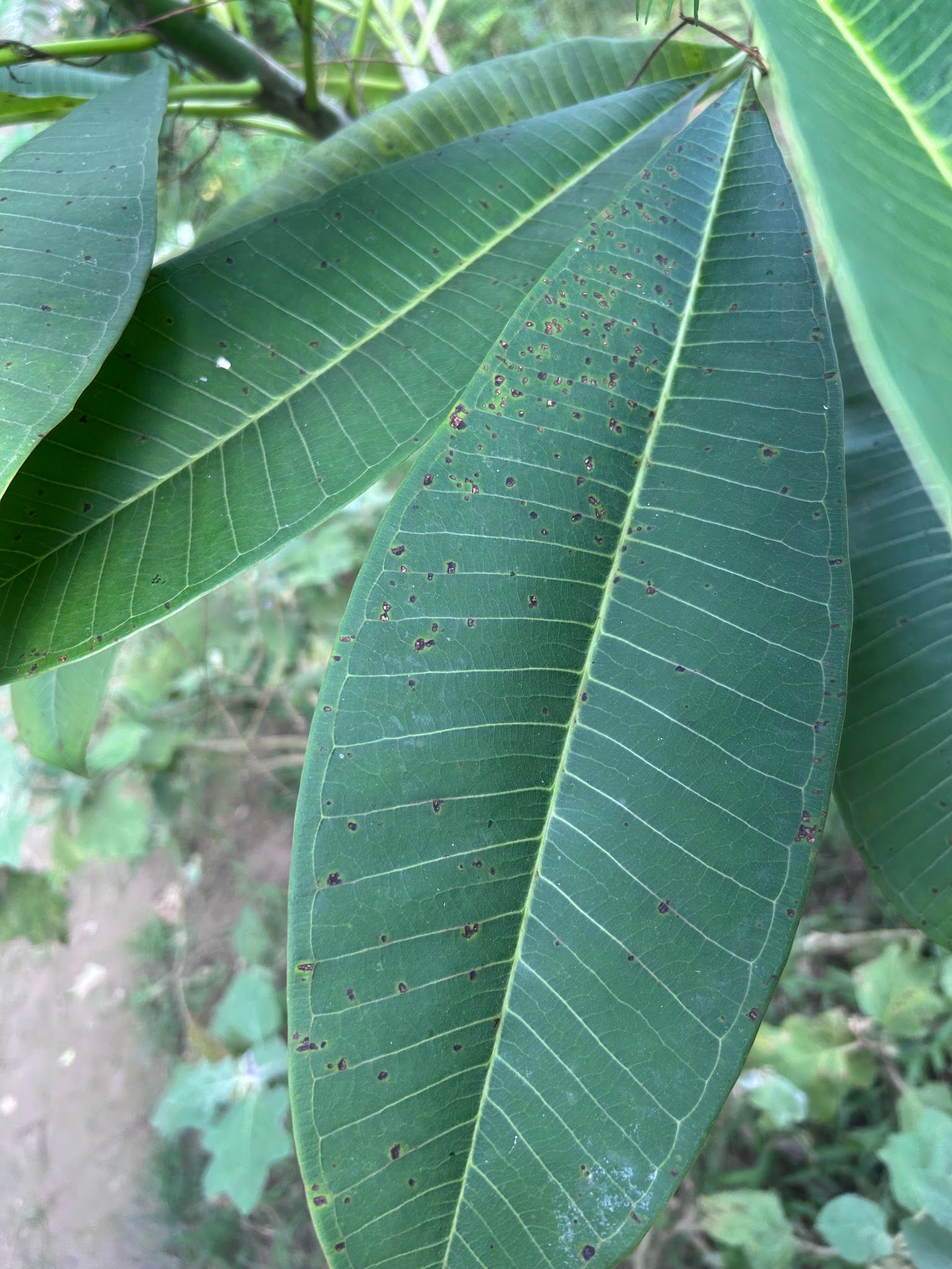 Black or brown spots on Plumeria Leaves