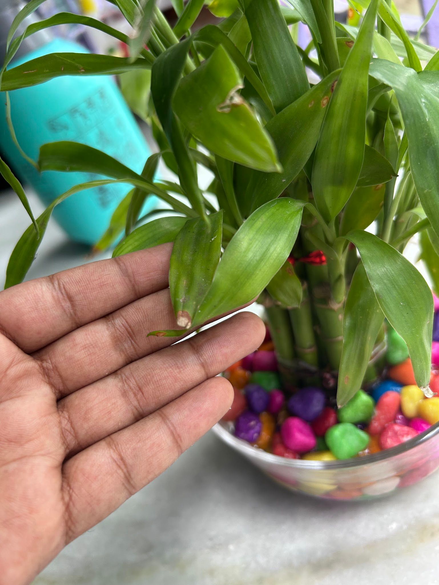 brown tips on lucky bamboo