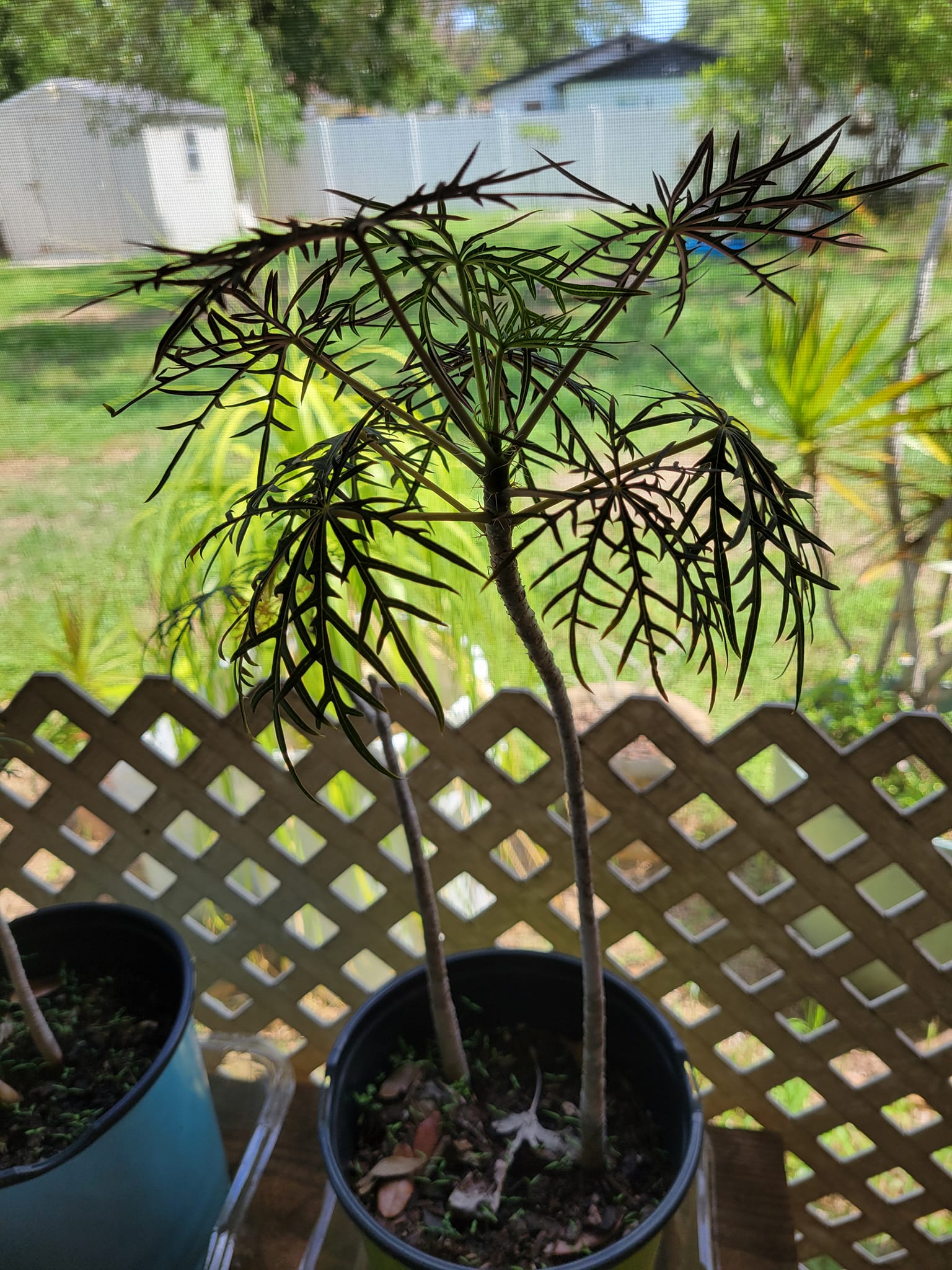 False aralia in a Pot