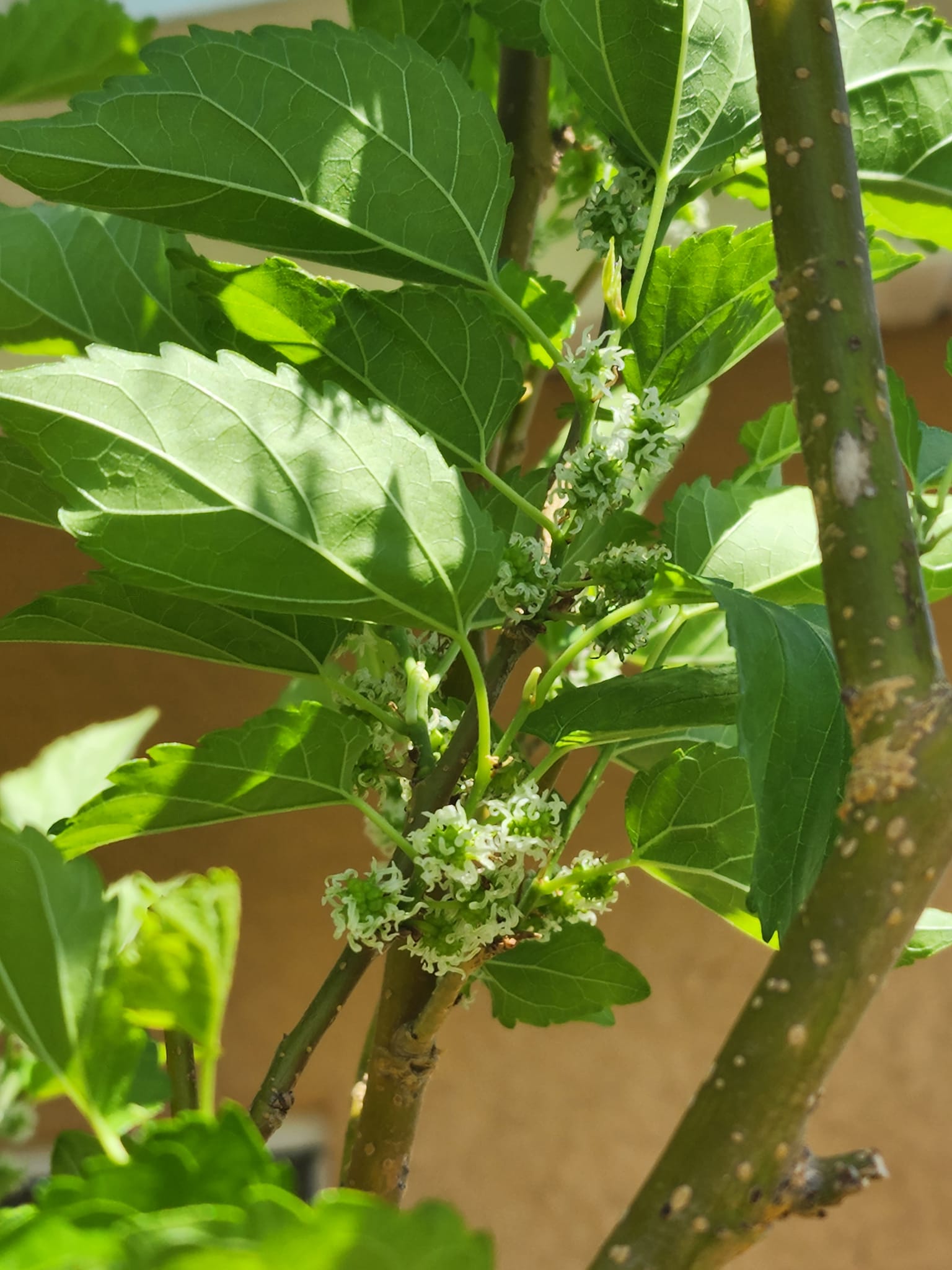 Mulberry leaves