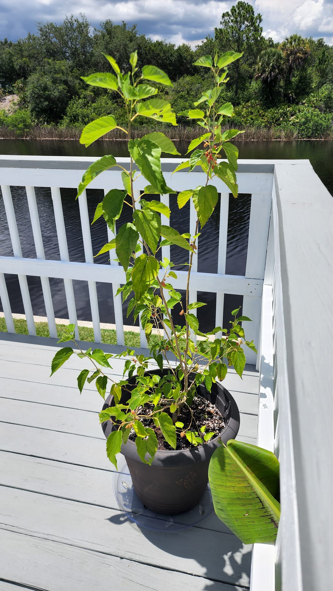 Mulberry in a pot