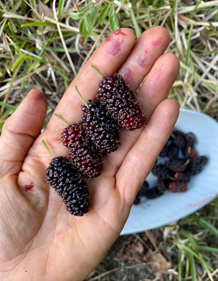 Mulberry fruit