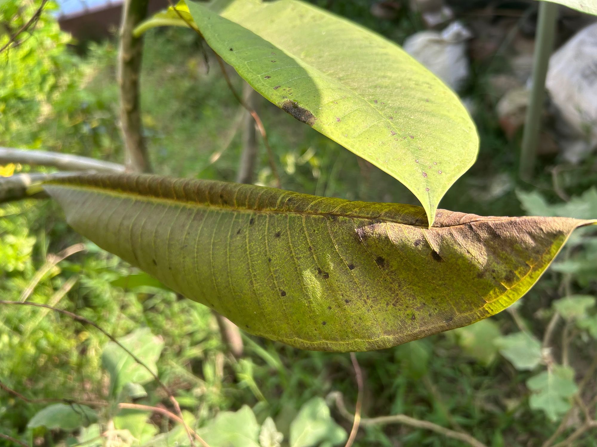 Rust on Plumeria leaves