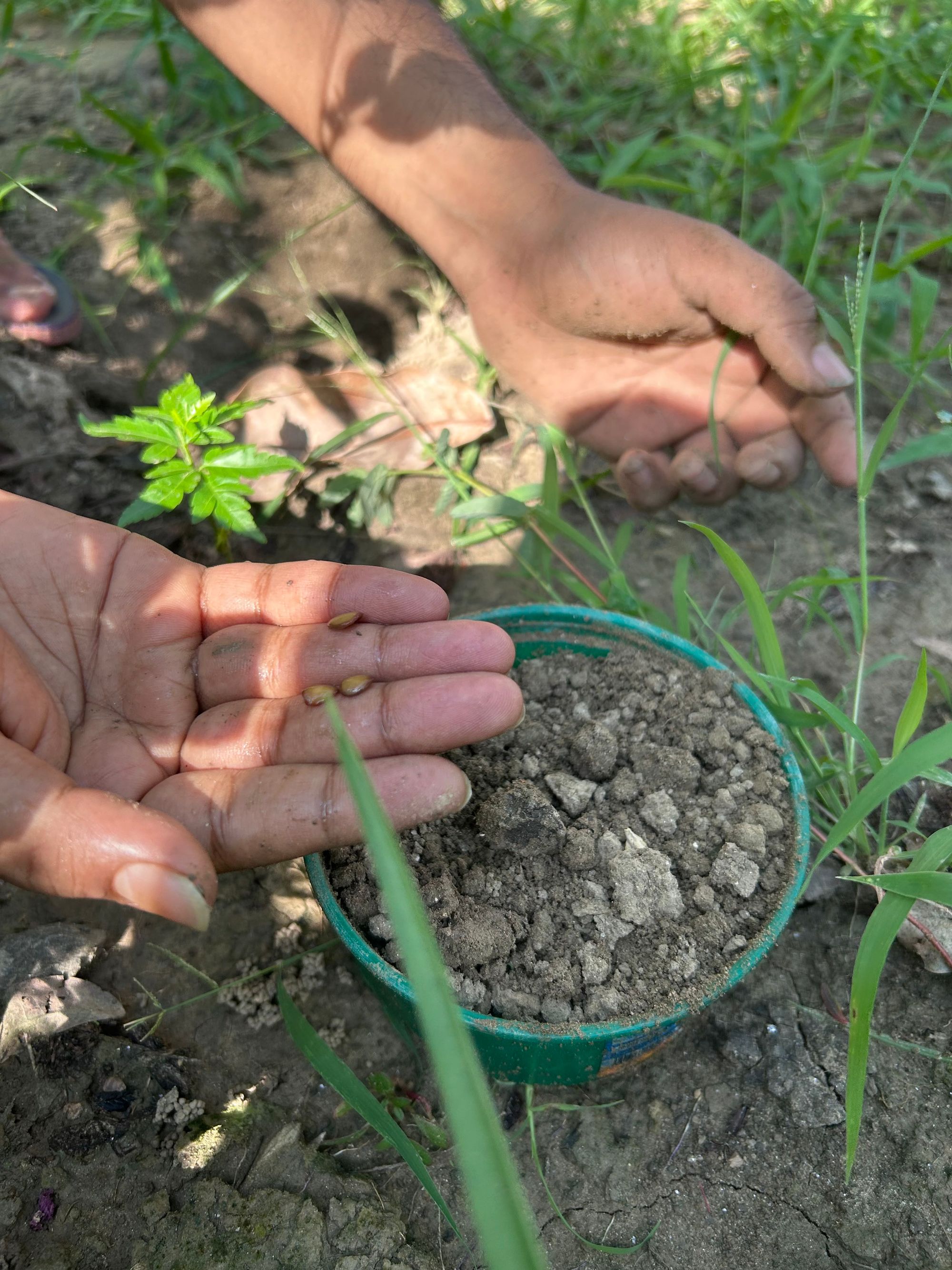 Sowing Carissa carandas seeds