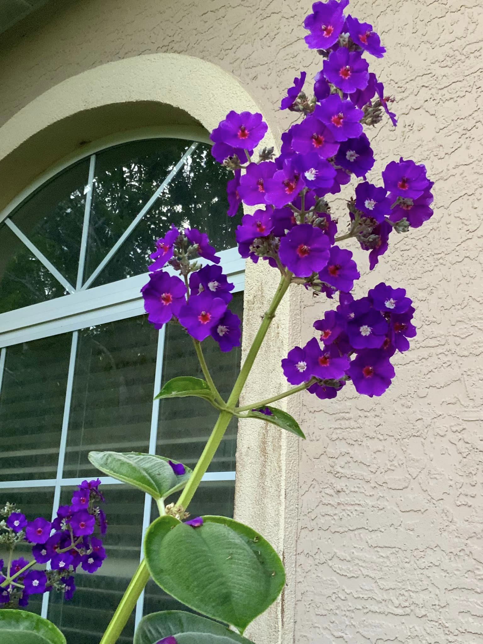 Tibouchina Heteromalla