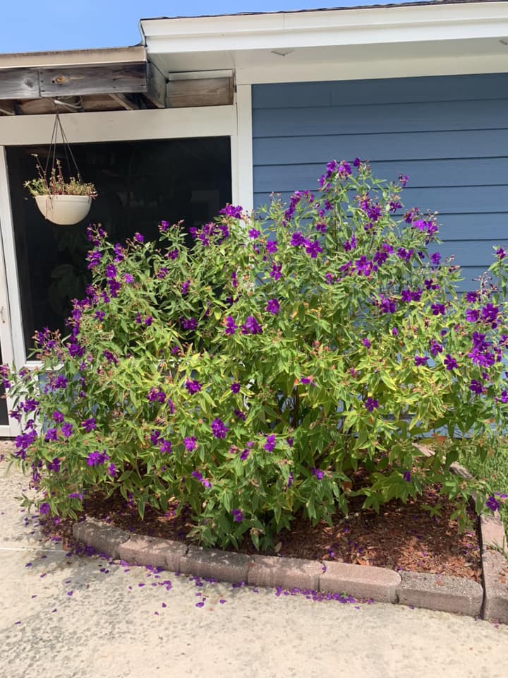 Tibouchina Urvilleana