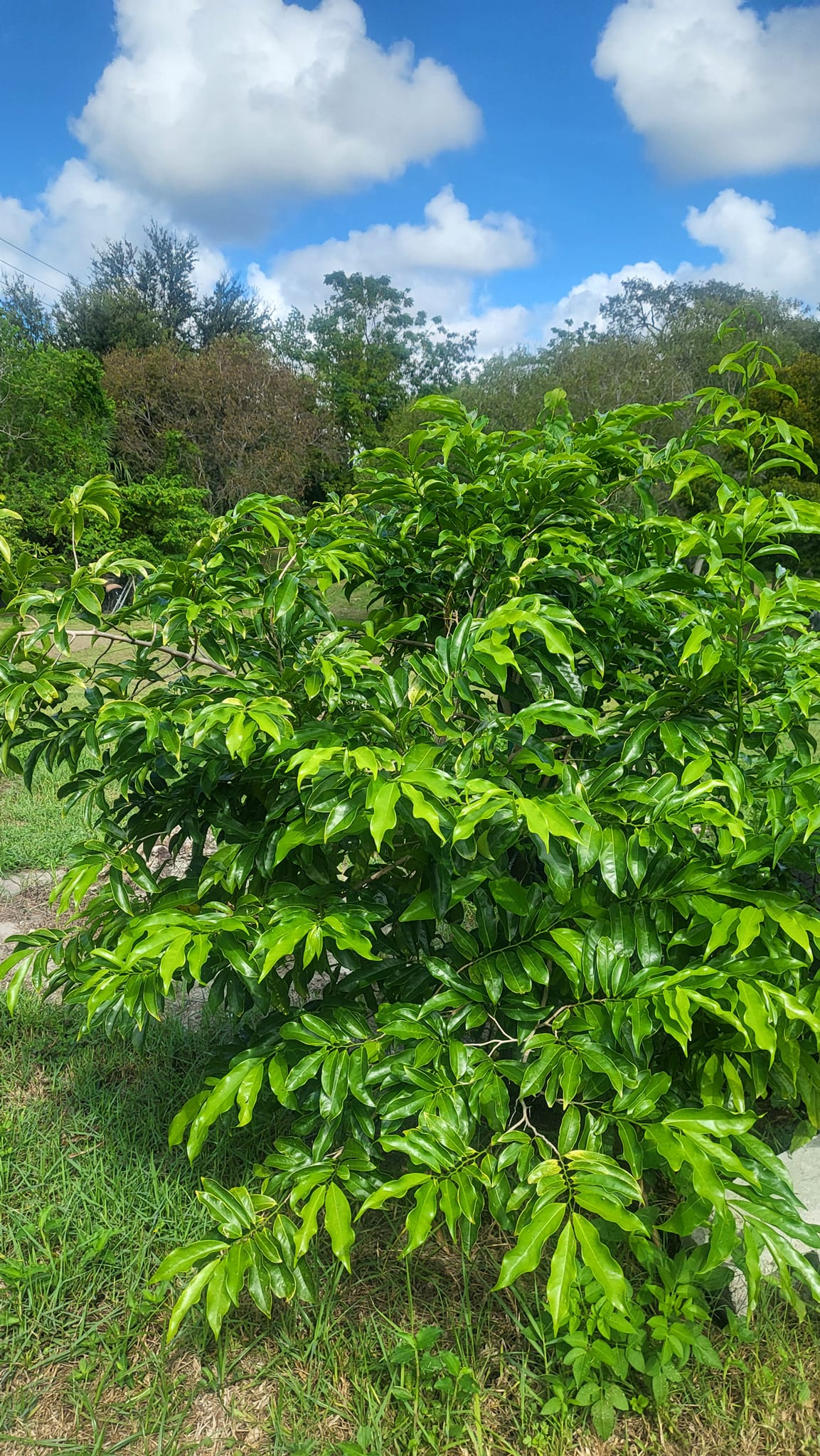 Ylang Ylang tree