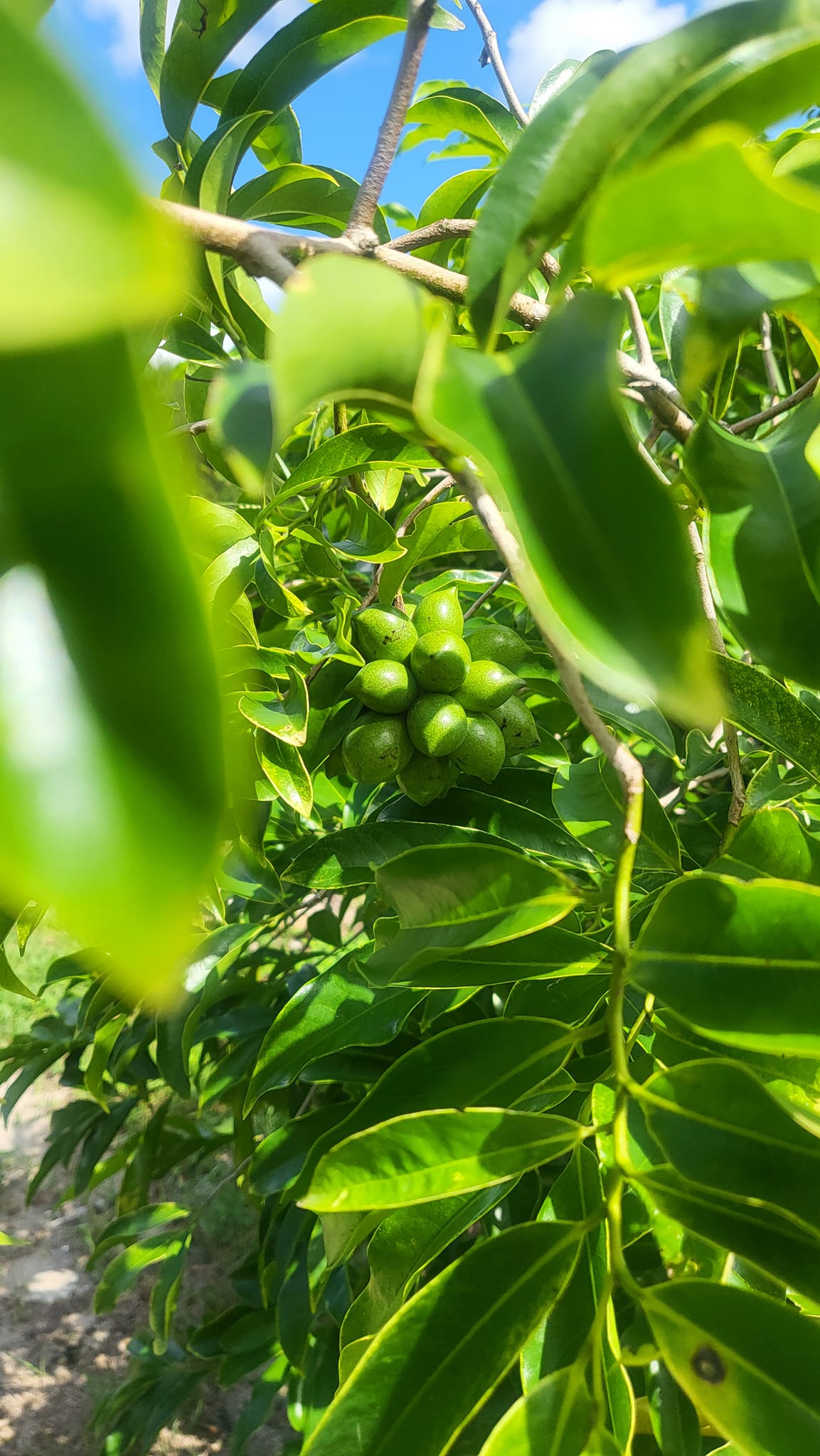 Ylang Ylang Tree with Fruit