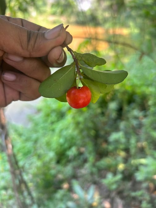 Barbados cherry