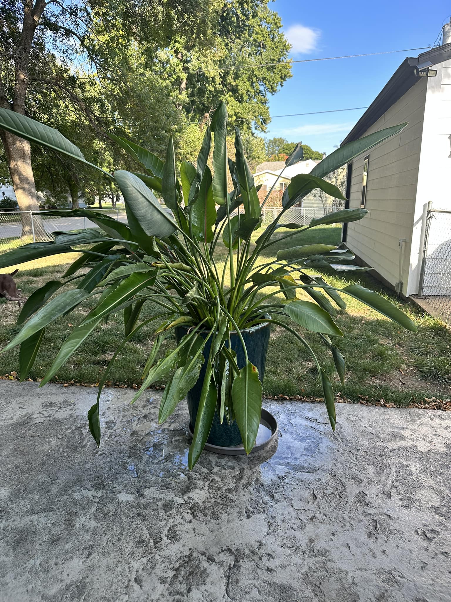 Bird Of Paradise Wilting Leaves