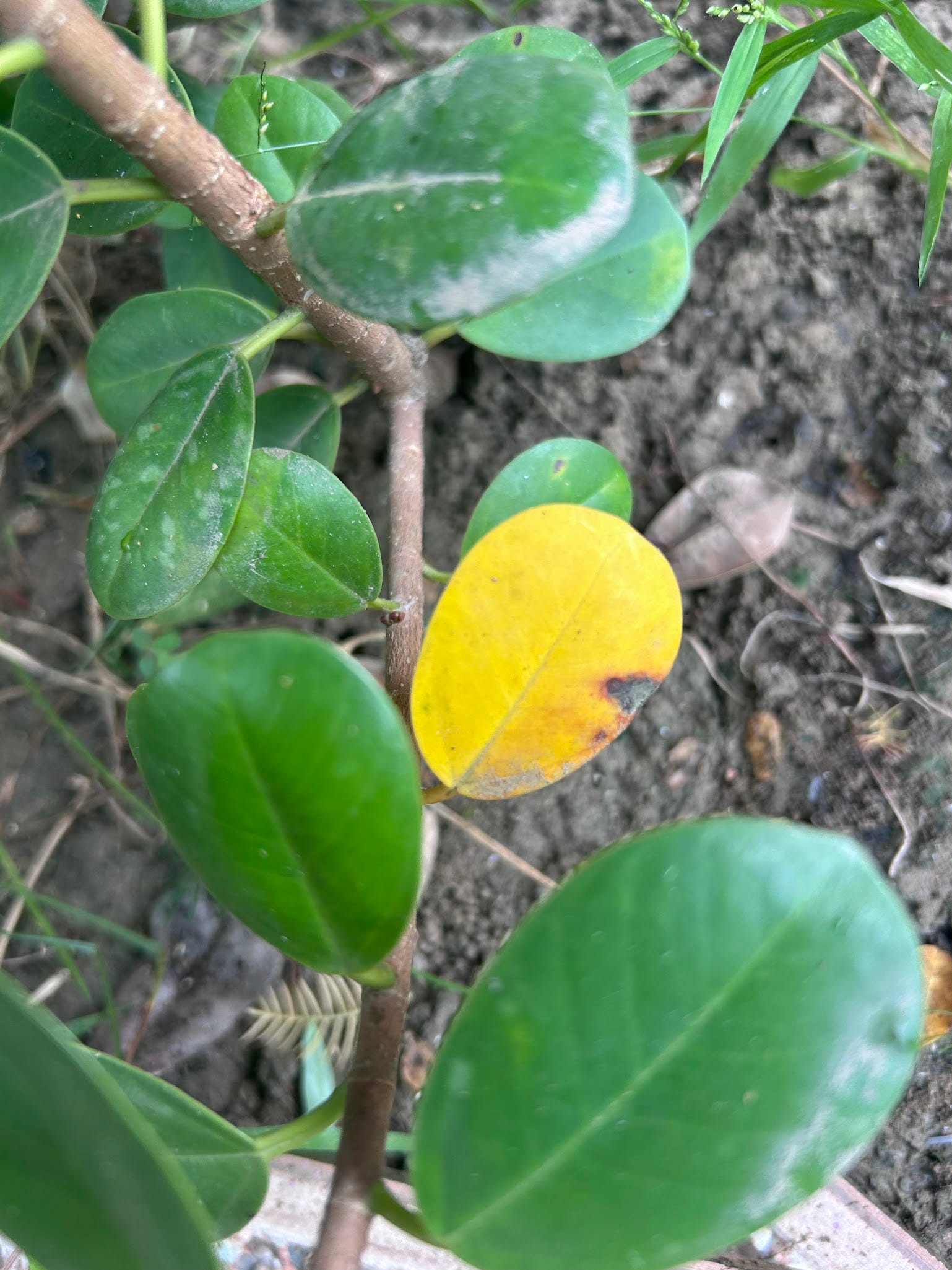 Yellow leaves and black spots on Green island ficus