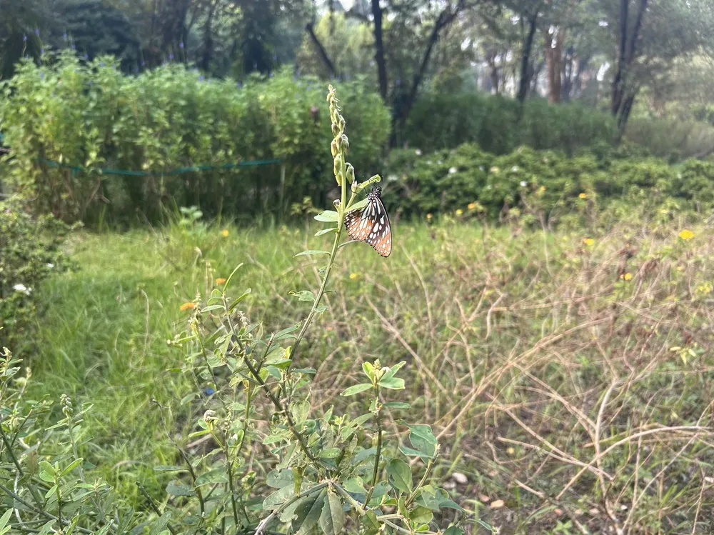 Butterfly in a butterfly garden