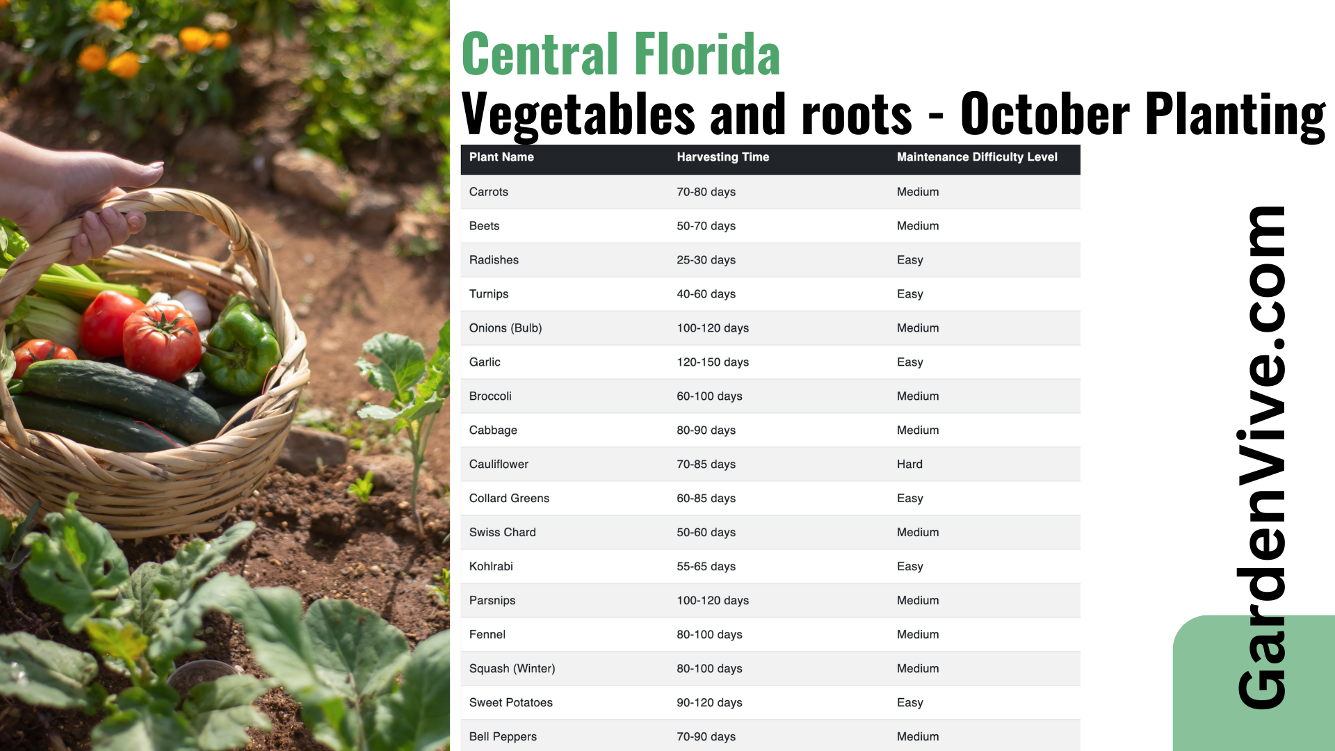 October Vegetables planting calendar - Central Florida