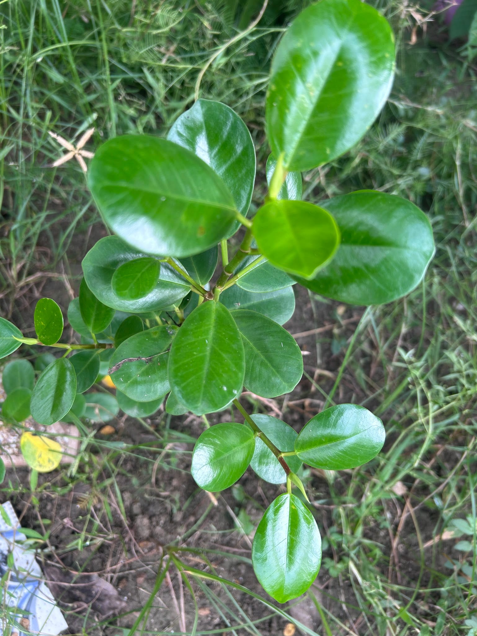 Green Island Ficus