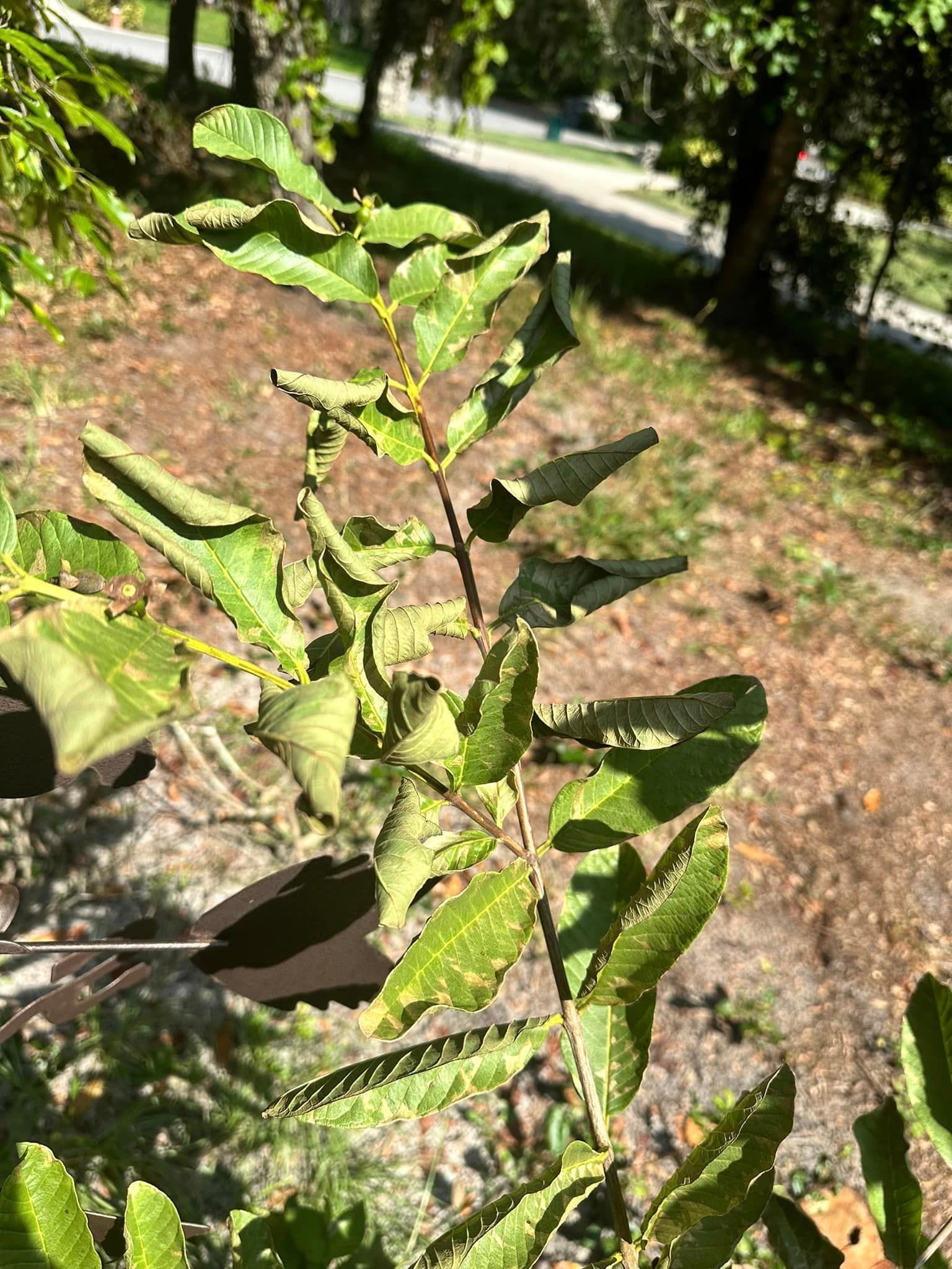 Guava dry green leaves