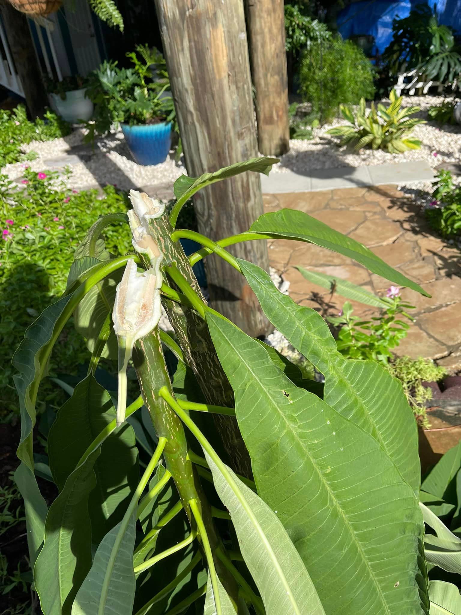 Hurricane Damaged Plumeria