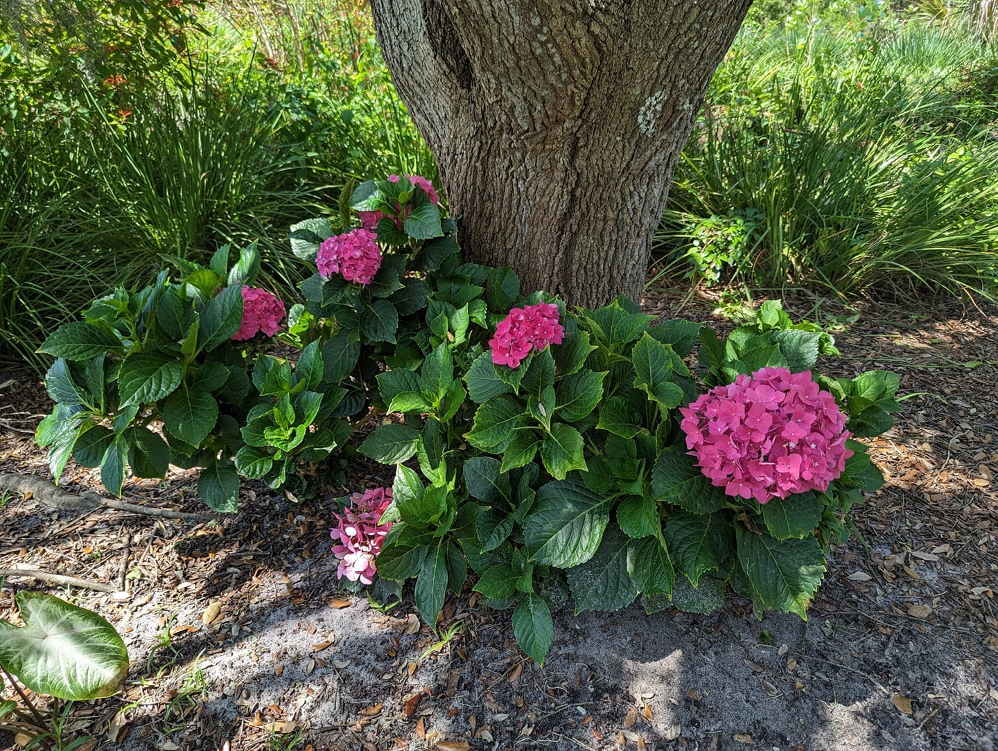 Hydrangea under oak