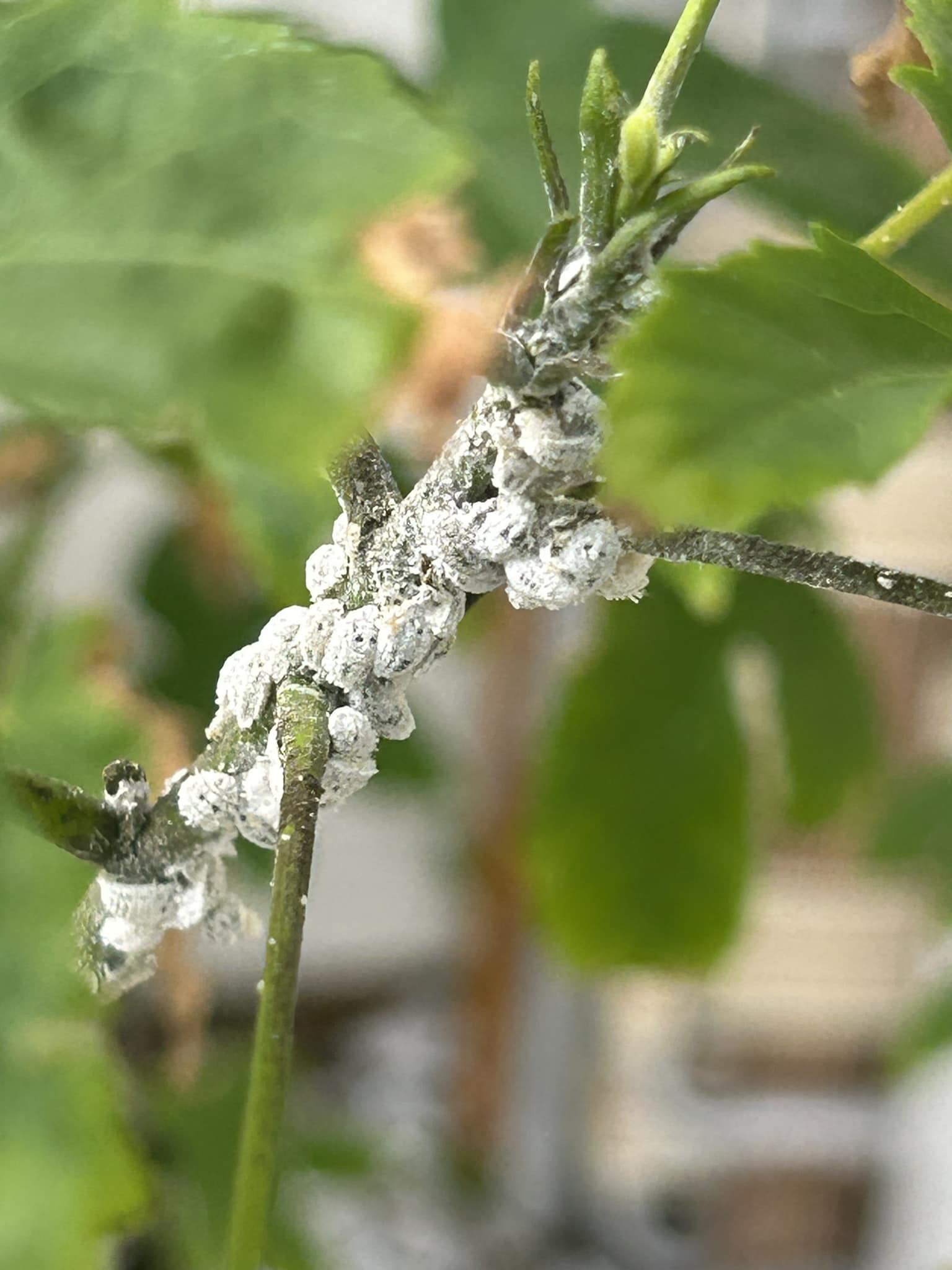 How To Get Rid Of Mealybugs On Plants
