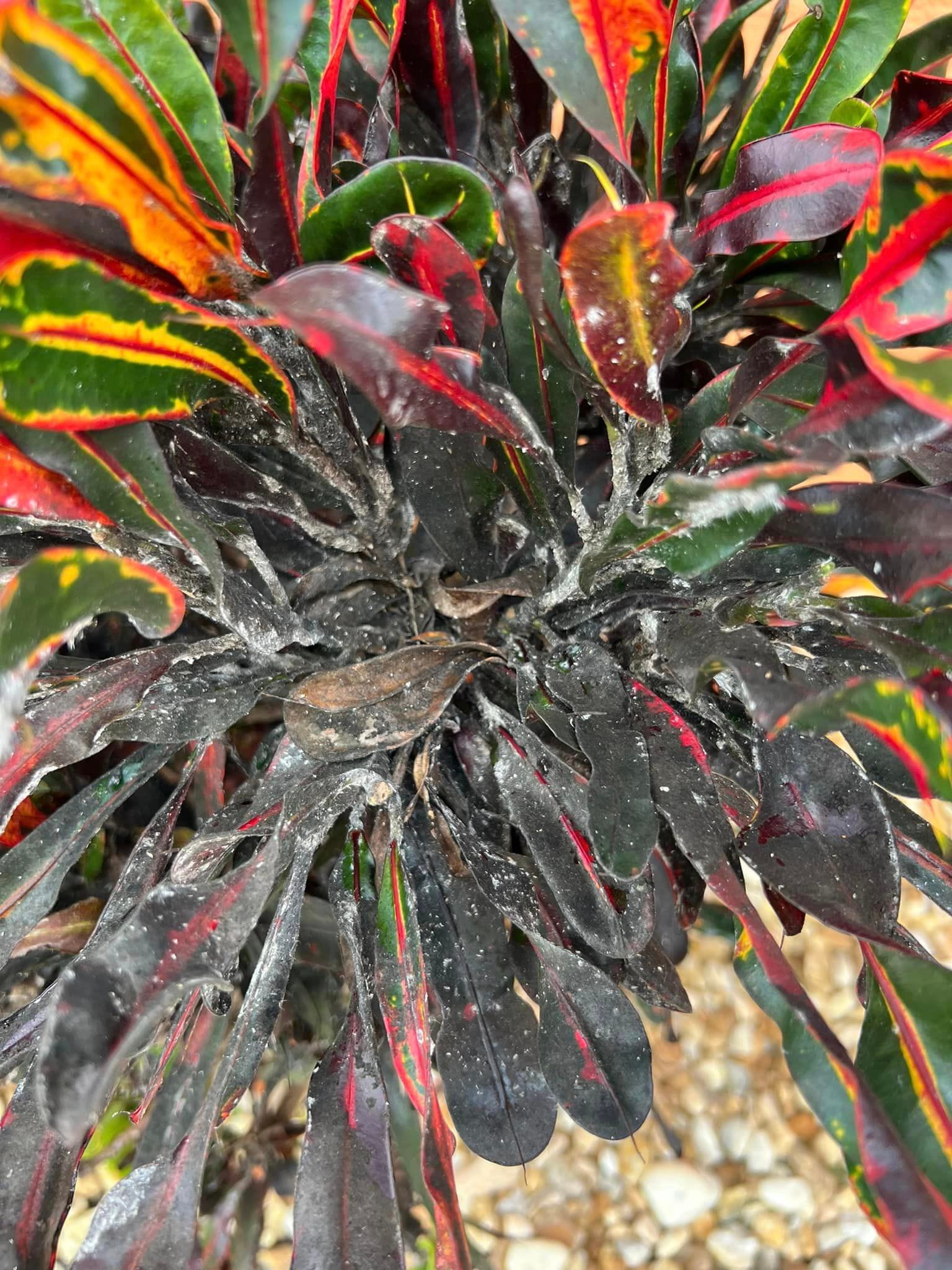 Mealybugs on Crotons