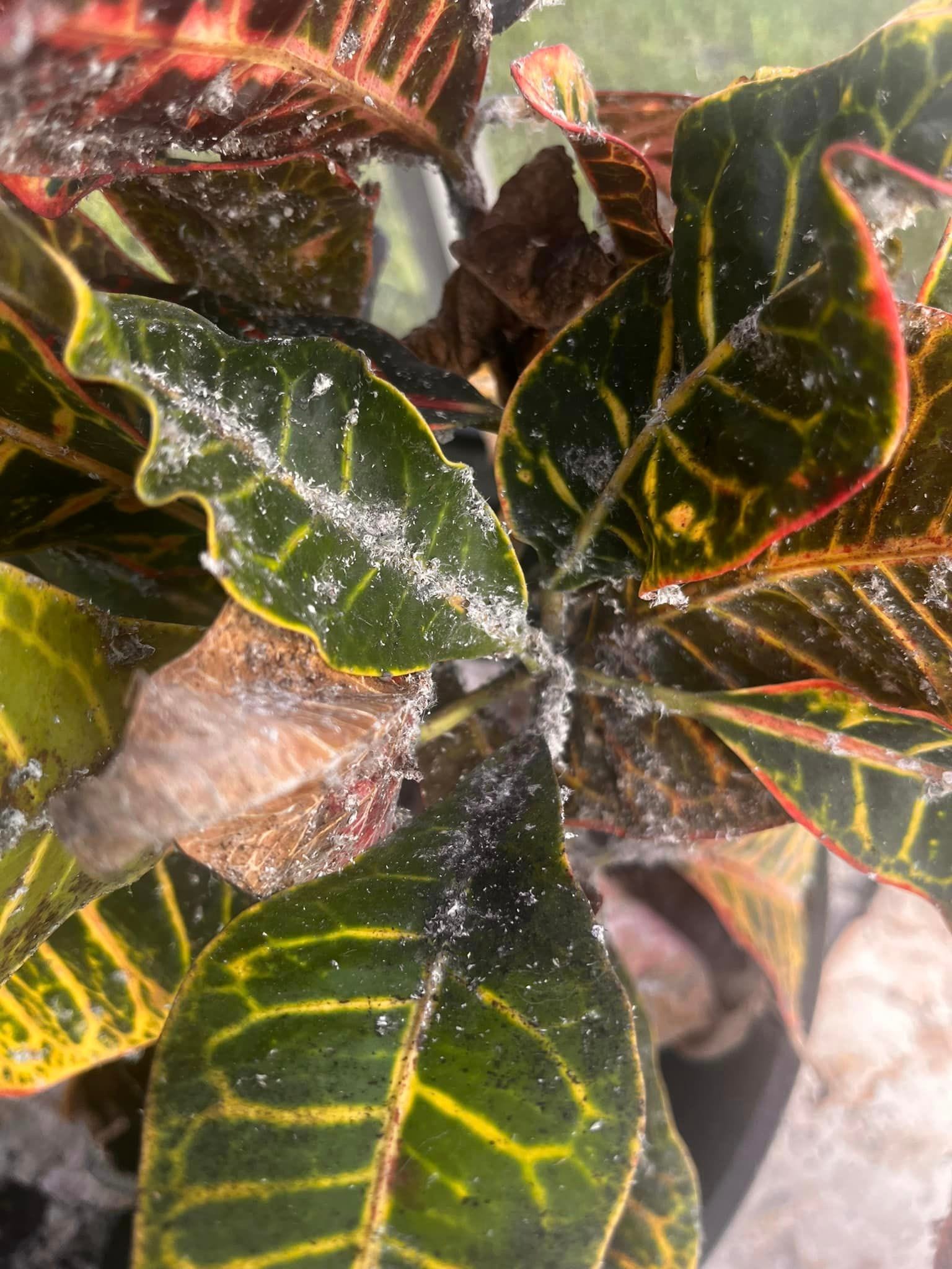 Mealybugs on croton plants