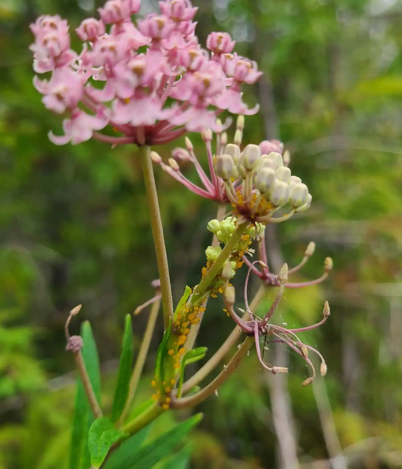 Aphids on Milkweed