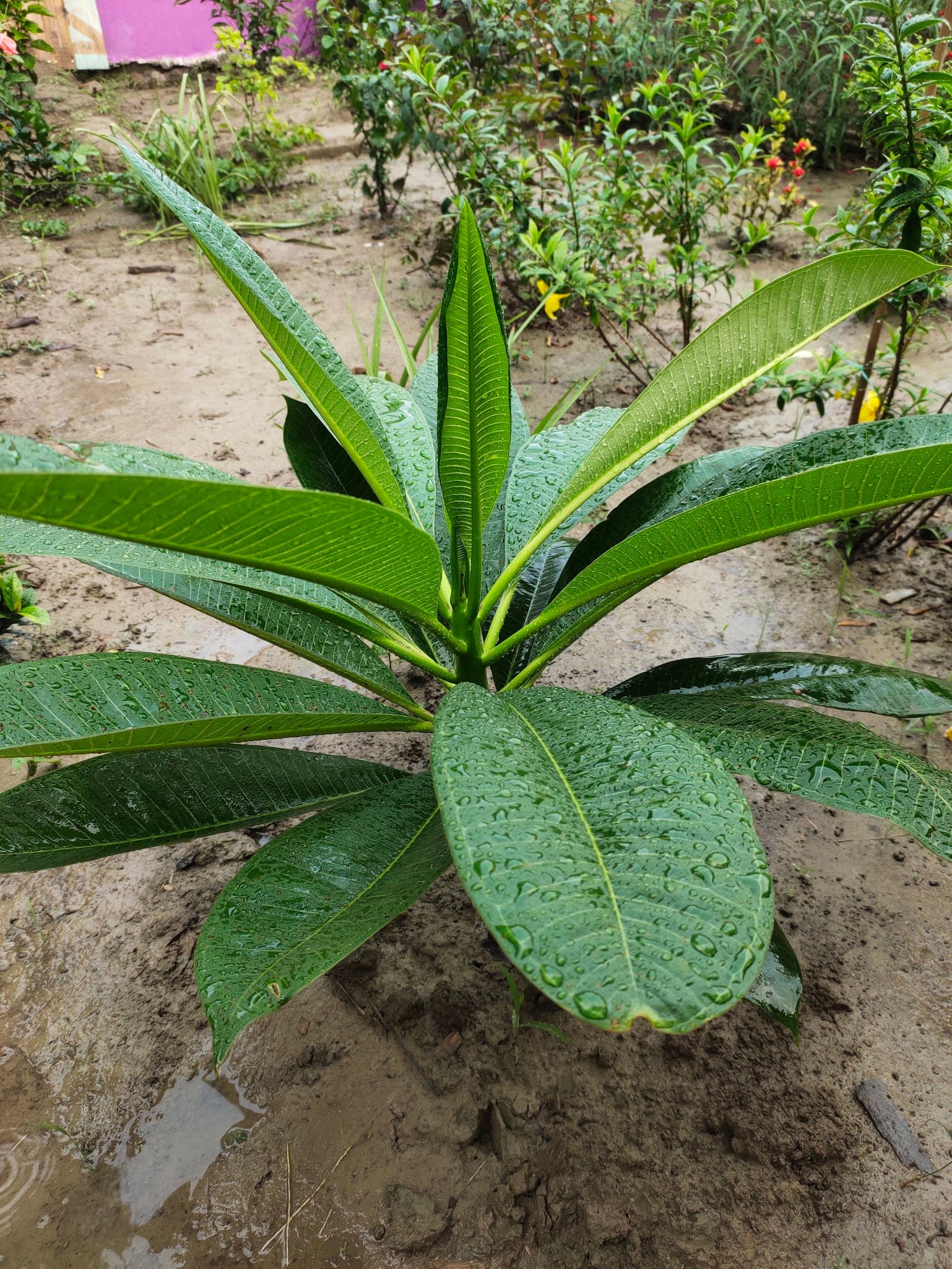 Plumeria Growing and Caring in Florida