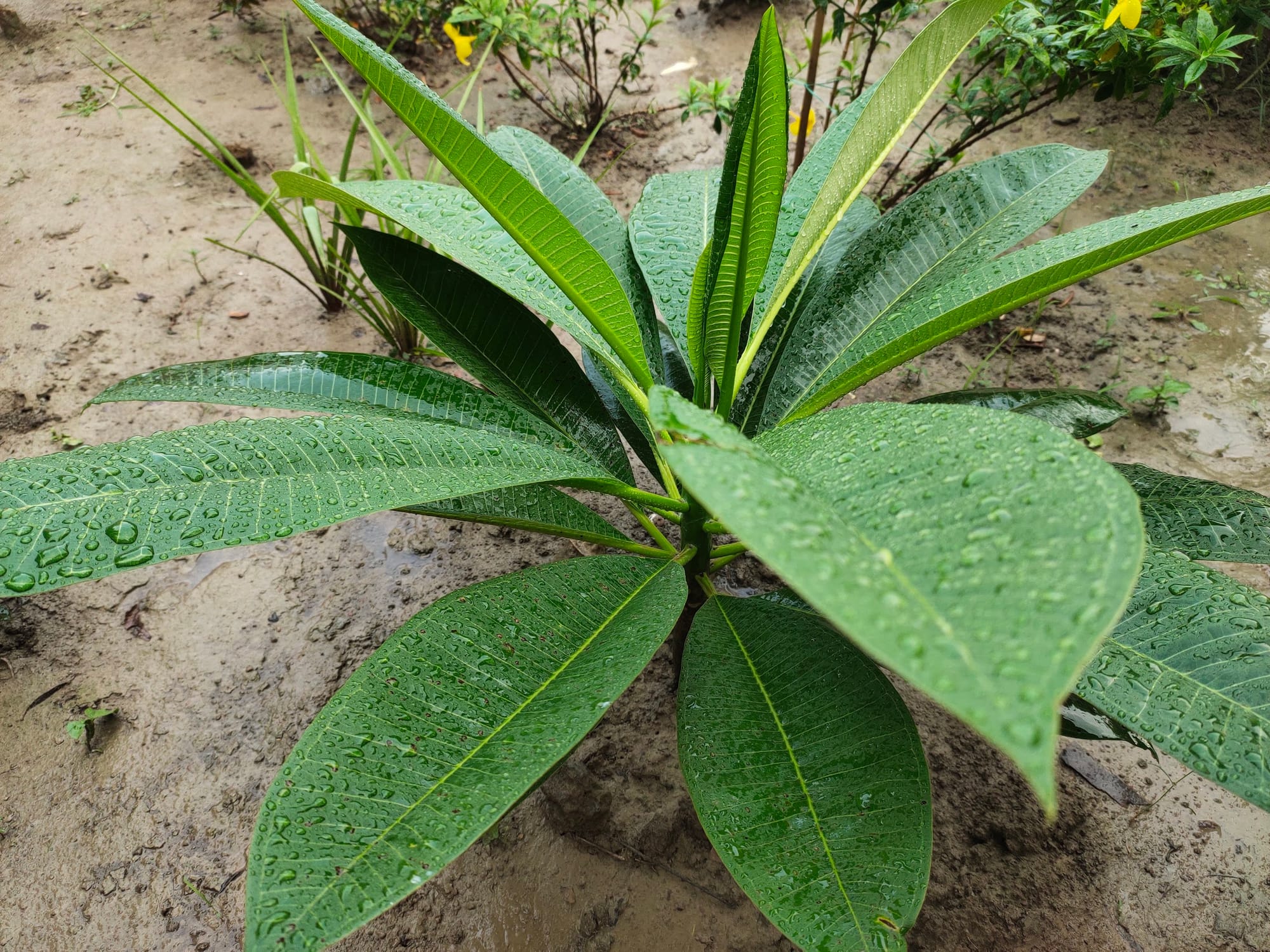 Plumeria Planted in the ground