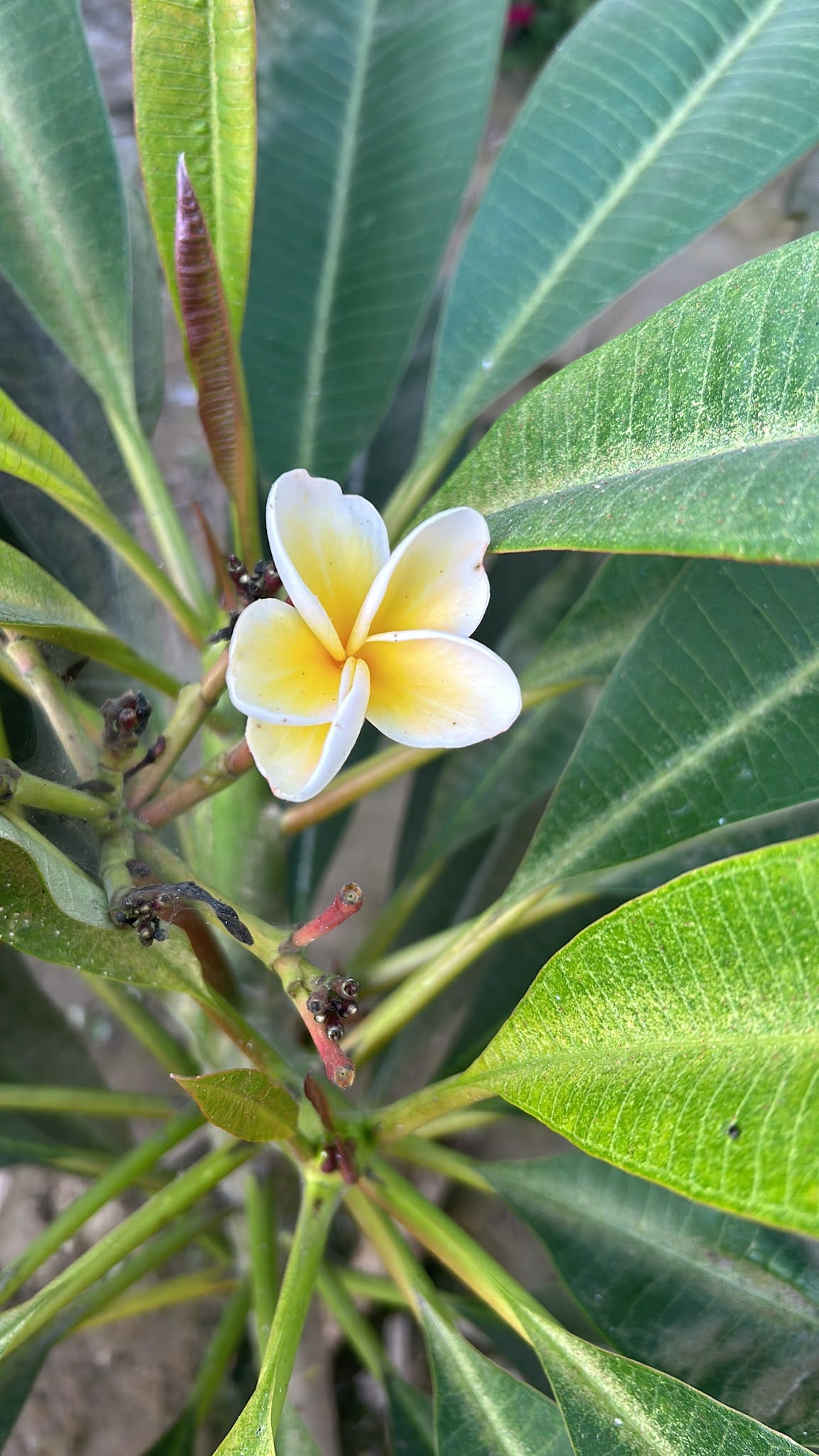 Plumeria Rubra White