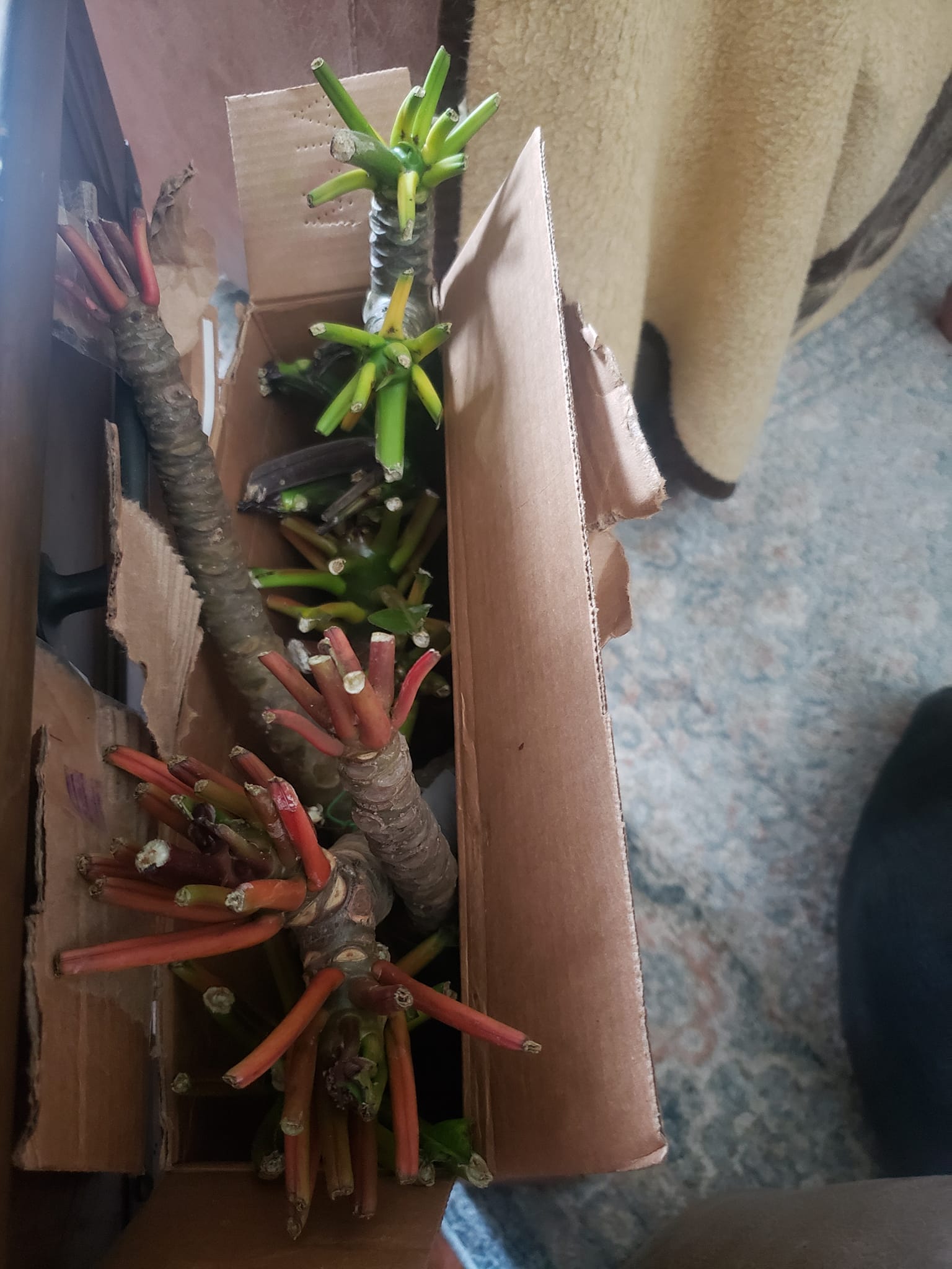 Plumeria cuttings