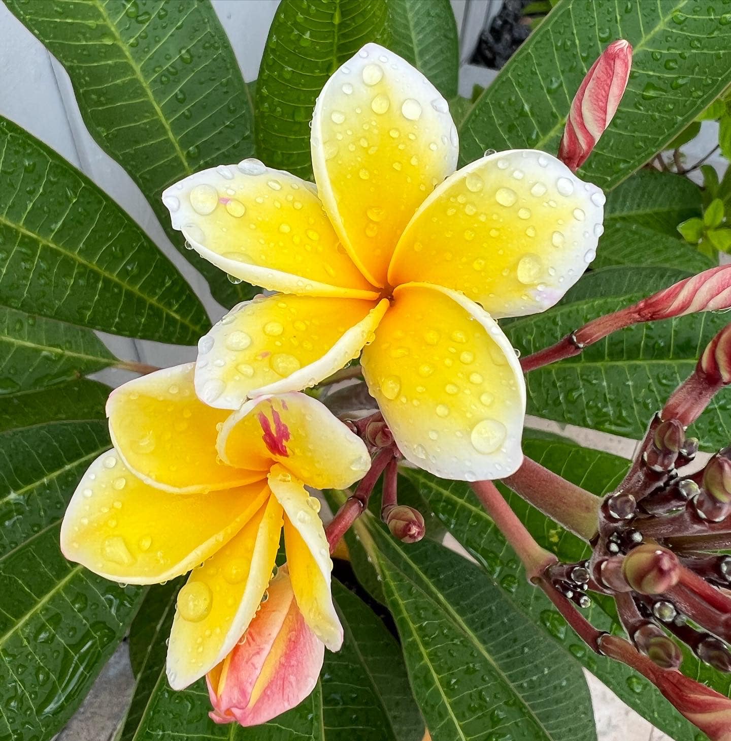 Plumeria