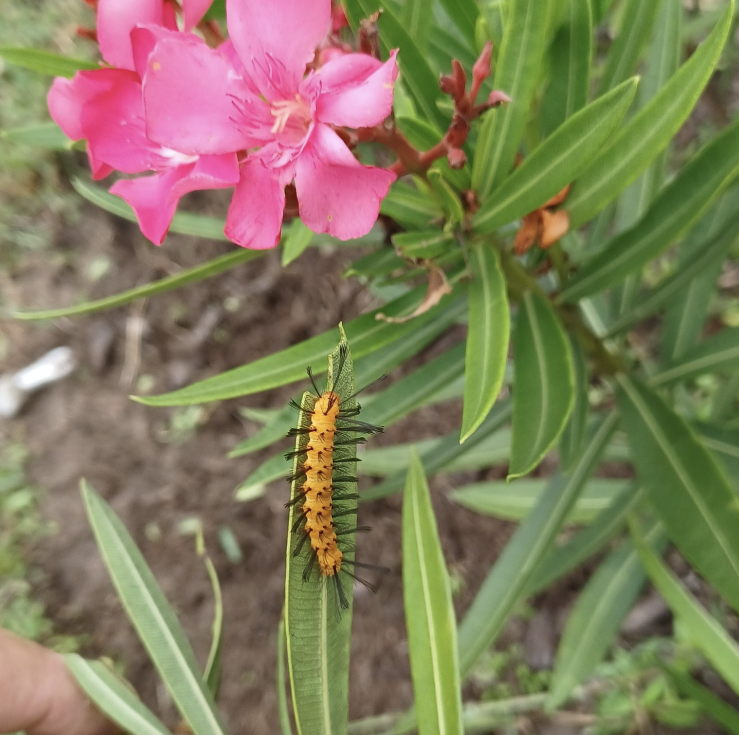 Moth on Oleander