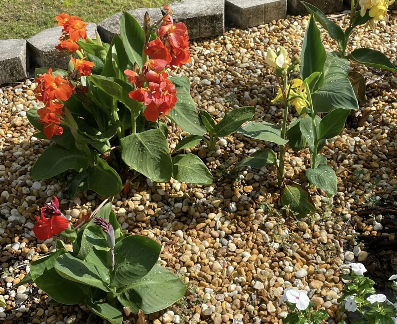 Encourage canna lilies to bloom